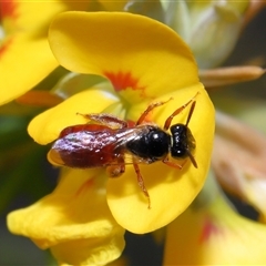 Exoneura sp. (genus) at Acton, ACT - 25 Oct 2024