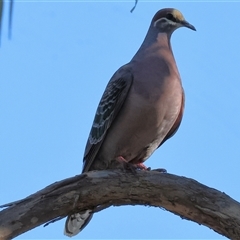 Phaps chalcoptera (Common Bronzewing) at Chiltern, VIC - 26 Oct 2024 by KylieWaldon