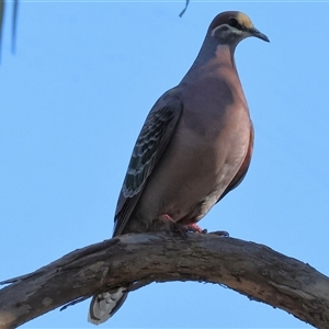 Phaps chalcoptera (Common Bronzewing) at Chiltern, VIC by KylieWaldon