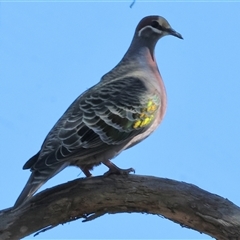 Phaps chalcoptera at Chiltern, VIC - 26 Oct 2024 08:28 AM