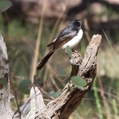 Rhipidura leucophrys (Willie Wagtail) at Chiltern, VIC - 26 Oct 2024 by KylieWaldon