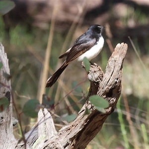 Rhipidura leucophrys (Willie Wagtail) at Chiltern, VIC by KylieWaldon