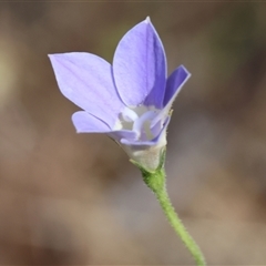 Wahlenbergia sp. at Chiltern, VIC - 25 Oct 2024 by KylieWaldon