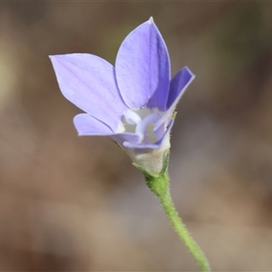 Wahlenbergia sp. at Chiltern, VIC by KylieWaldon