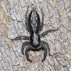 Holoplatys semiplanata (Flat jumper) at Forde, ACT - 26 Oct 2024 by TimL