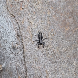 Holoplatys semiplanata at Forde, ACT - 26 Oct 2024 12:10 PM