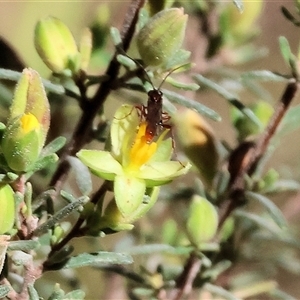 Ichneumonidae (family) at Chiltern, VIC by KylieWaldon