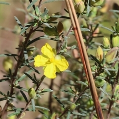 Hibbertia stricta (A Guinea-flower) at Chiltern, VIC - 26 Oct 2024 by KylieWaldon