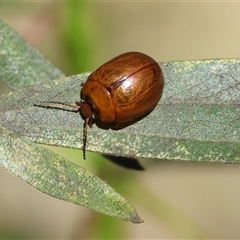 Dicranosterna semipunctata at Chiltern, VIC - 25 Oct 2024 by KylieWaldon