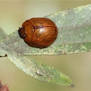 Dicranosterna semipunctata at Chiltern, VIC - 26 Oct 2024