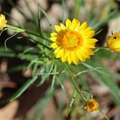 Xerochrysum viscosum (Sticky Everlasting) at Chiltern, VIC - 26 Oct 2024 by KylieWaldon