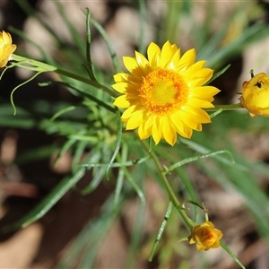 Xerochrysum viscosum (Sticky Everlasting) at Chiltern, VIC by KylieWaldon