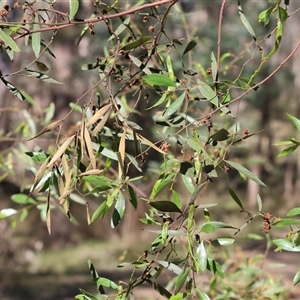 Acacia verniciflua (Varnish Wattle) at Chiltern, VIC by KylieWaldon