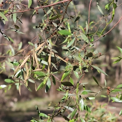 Acacia verniciflua (Varnish Wattle) at Chiltern, VIC - 25 Oct 2024 by KylieWaldon