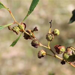 Acacia pycnantha at Chiltern, VIC - 26 Oct 2024