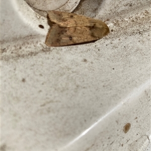 Helicoverpa (genus) (A bollworm) at Saratoga, NSW by JohnGiacon