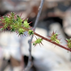 Acaena sp. at Chiltern, VIC - 25 Oct 2024 by KylieWaldon