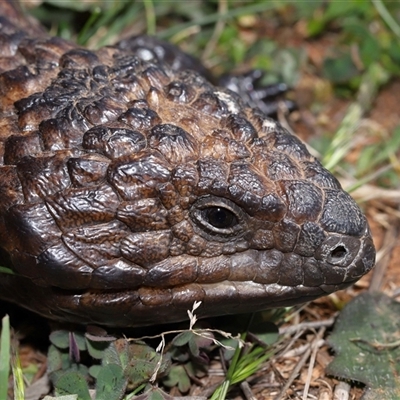 Tiliqua rugosa (Shingleback Lizard) at Throsby, ACT - 25 Oct 2024 by TimL