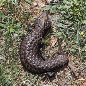 Tiliqua rugosa at Throsby, ACT - 26 Oct 2024 10:35 AM