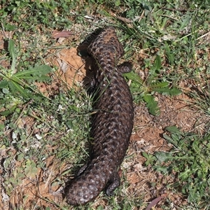 Tiliqua rugosa at Throsby, ACT - 26 Oct 2024 10:35 AM