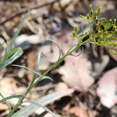 Senecio sp. at Chiltern, VIC - 25 Oct 2024 by KylieWaldon