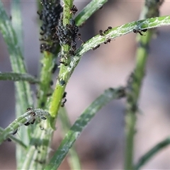 Aphis lugentis at Chiltern, VIC - 26 Oct 2024 by KylieWaldon