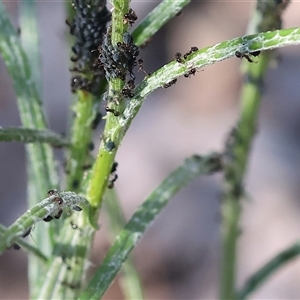 Unidentified Psyllid, lerp, aphid or whitefly (Hemiptera, several families) at Chiltern, VIC by KylieWaldon