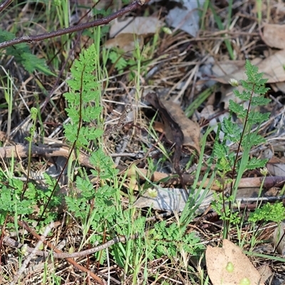 Cheilanthes austrotenuifolia at Chiltern, VIC - 25 Oct 2024 by KylieWaldon