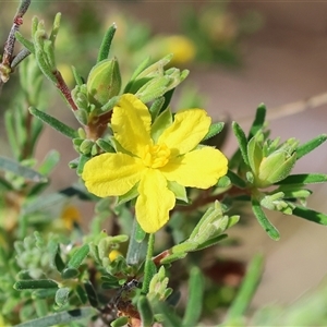 Hibbertia riparia at Chiltern, VIC by KylieWaldon