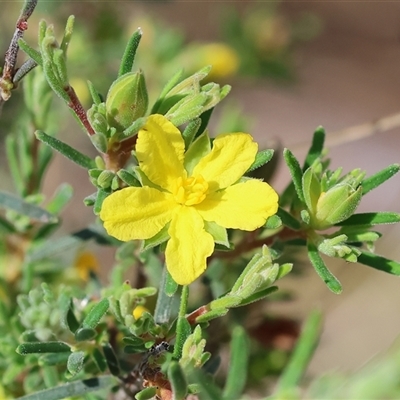 Hibbertia riparia at Chiltern, VIC - 25 Oct 2024 by KylieWaldon