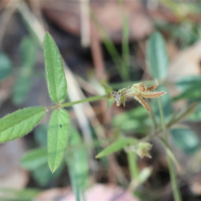 Grona varians (Slender Tick-Trefoil) at Chiltern, VIC - 26 Oct 2024 by KylieWaldon