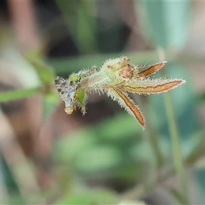 Spathulina acroleuca at Chiltern, VIC by KylieWaldon