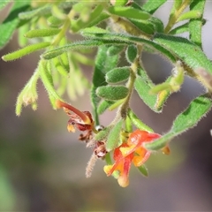 Grevillea alpina (Mountain Grevillea / Cat's Claws Grevillea) at Chiltern, VIC - 25 Oct 2024 by KylieWaldon