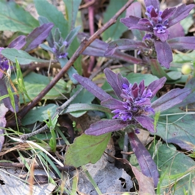 Ajuga australis (Austral Bugle) at Chiltern, VIC - 26 Oct 2024 by KylieWaldon
