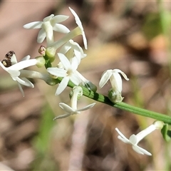 Stackhousia monogyna at Chiltern, VIC - 25 Oct 2024 by KylieWaldon