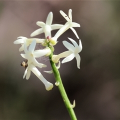 Stackhousia monogyna at Chiltern, VIC - 26 Oct 2024 08:59 AM