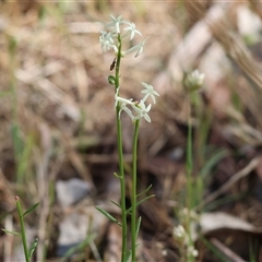 Stackhousia monogyna at Chiltern, VIC - 26 Oct 2024 08:59 AM