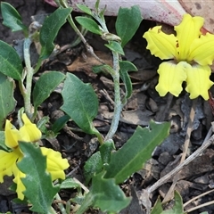 Goodenia hederacea at Chiltern, VIC - 25 Oct 2024 by KylieWaldon