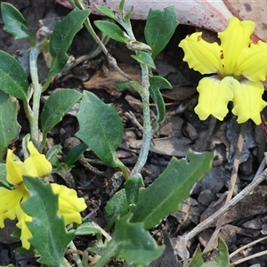 Goodenia hederacea at Chiltern, VIC by KylieWaldon