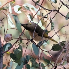 Ptilotula fusca (Fuscous Honeyeater) at Chiltern, VIC - 25 Oct 2024 by KylieWaldon