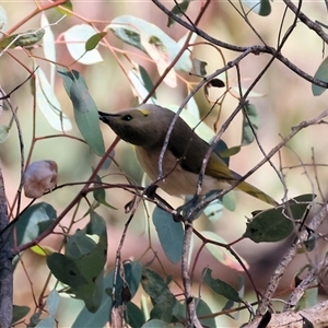 Ptilotula fusca (Fuscous Honeyeater) at Chiltern, VIC by KylieWaldon