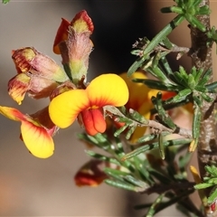 Dillwynia phylicoides at Chiltern, VIC - 25 Oct 2024 by KylieWaldon