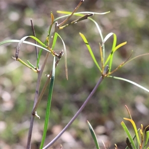 Acacia implexa at Chiltern, VIC - 26 Oct 2024