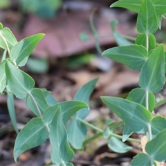 Veronica perfoliata at Chiltern, VIC - 25 Oct 2024 by KylieWaldon