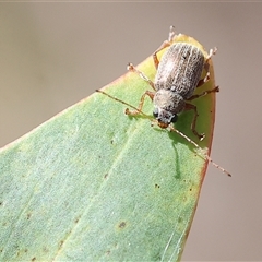 Edusella lineata at Chiltern, VIC - 25 Oct 2024 by KylieWaldon