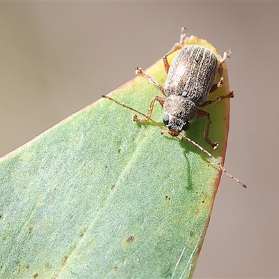 Edusella lineata at Chiltern, VIC - 25 Oct 2024 by KylieWaldon