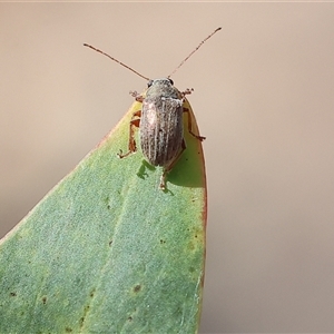 Edusella lineata at Chiltern, VIC - 26 Oct 2024 09:17 AM