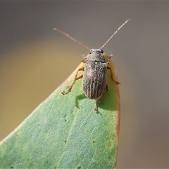 Edusella lineata at Chiltern, VIC - 26 Oct 2024 09:17 AM