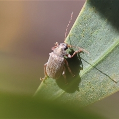 Edusella lineata at Chiltern, VIC - 26 Oct 2024 09:17 AM