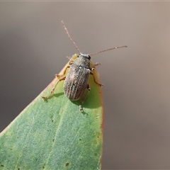 Edusella lineata at Chiltern, VIC - 26 Oct 2024